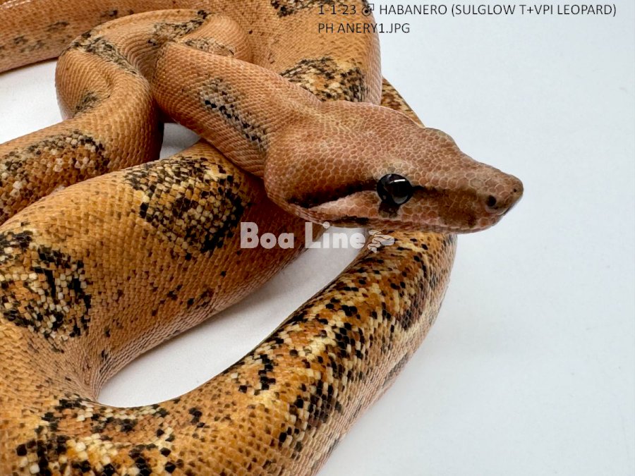 HABANERO (SULGLOW T+VPI LEOPARD) PH ANERY